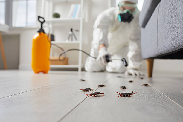Post-Treatment Bed Bug Interceptor Monitoring in Spanish Springs